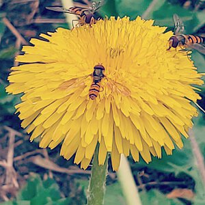 Hoverflies on dandelion