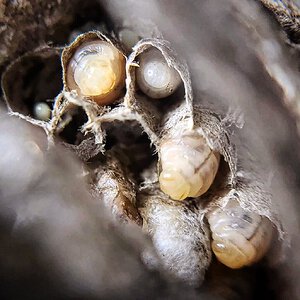 Wasp larvae