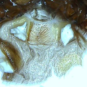 ephebopus murinus