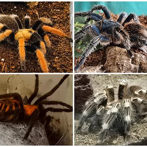 Tarantulas are just big brown spiders