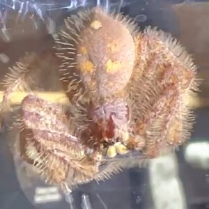 Heteropoda davidbowie