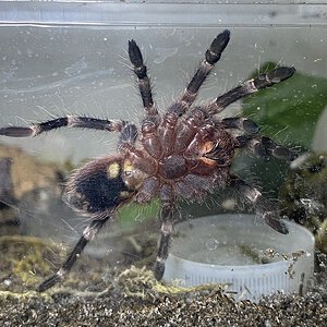 Acanthoscurria geniculata ~2.5 DLS