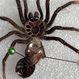 Theraphosa Apophysis 4” dls