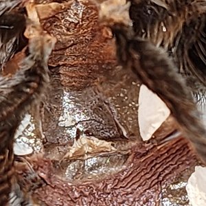 A. Chalcodes molt
