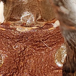 A. Chalcodes molt