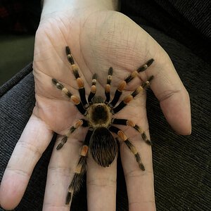 Hamorii or Smithi?