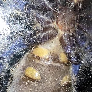 Poecilotheria metallica with flash