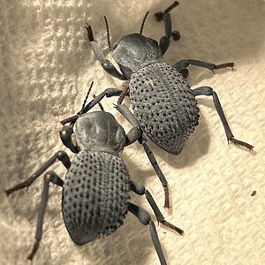 Blue death feigning beetles