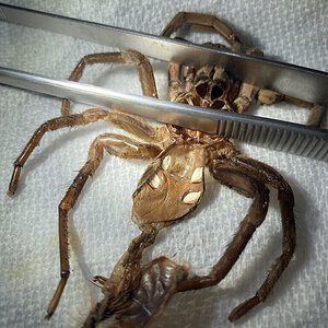 Large tweezers for scale. Xenesthis immanis.
