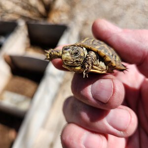 Baby desert box turtle!
