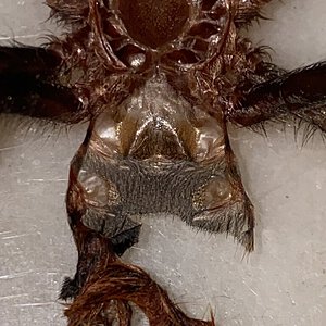 dry photo 2 3/4 inch gbb