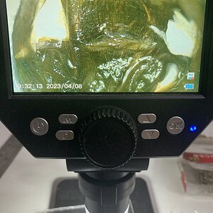 Female or male