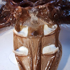 Tiltocatl albopilosus