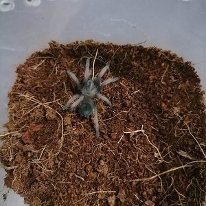 What Brachypelma Sp?