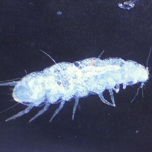 Pauropus sp. 2