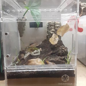 ARACHNOsys - Enclosures for tarantulas and other invertebrates