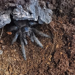 Lasiodora striatipes