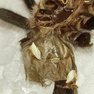 Brachypelma boehmei