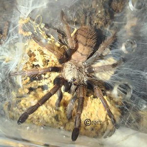 0.1 Chilobrachys fimbriatus 2.75" DLS