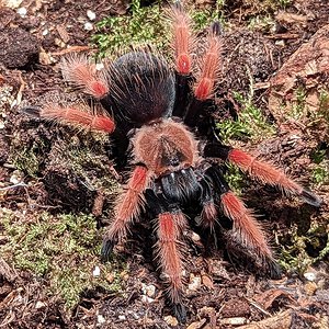 Brachypelma boehmei 0.1