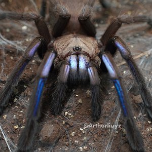 0.1 Chilobrachys sp. "Electric Blue"