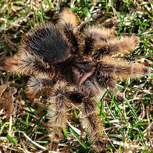 T albopilosus going for a stroll in the garden