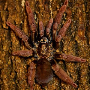 Psalmopoeus sp. "ecclesiasticus"