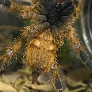 3+ inch OBT