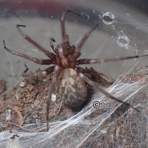 Eratigena agrestis - Hobo spider