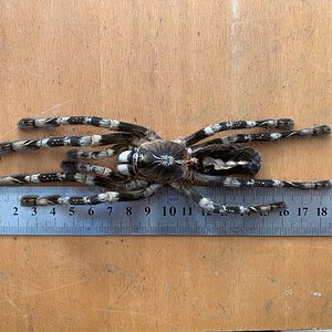 0.1 Poecilotheria subfusca (lowland) molt