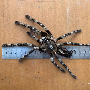 0.1 Poecilotheria subfusca (lowland) molt