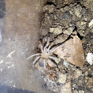 0.0.1 Lasiodora parahybana (N3)