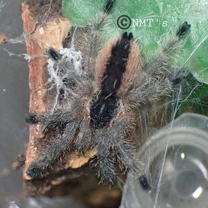 0.0.1 Avicularia hirschii - 1.25" DLS