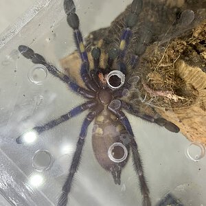 Poecilotheria metallica