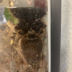 Poecilotheria rufilata