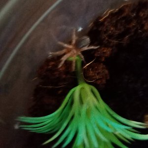 Grammostola rosea