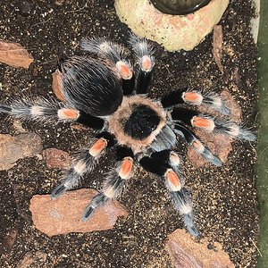 Brachypelma hamorii