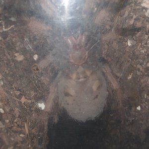 Can anyone help me sex my Brachypelma emilia?