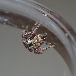 0.0.1 Phidippus audax sling