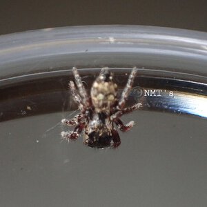 0.0.1 Phidippus audax sling