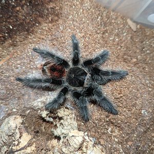 Grammostola iheringi