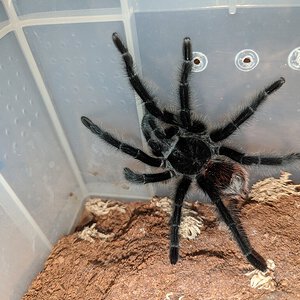 Grammostola actaeon