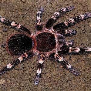 Acanthoscurria geniculata