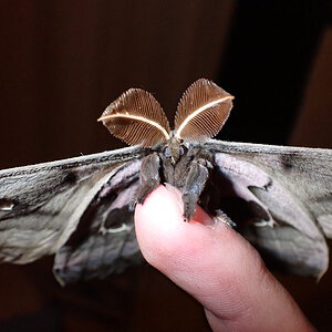 Antheraea polyphemus moth male