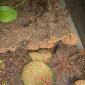 Is this Grammostola Pulchra?