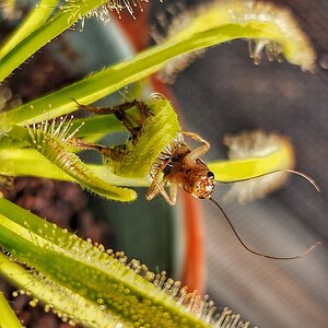 Cape sundew vs Cricket