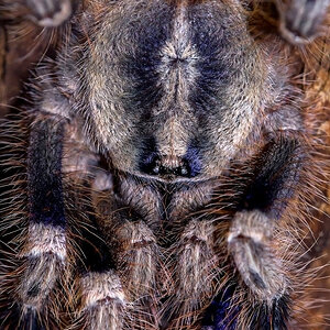 Poecilotheria miranda