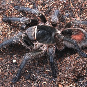 Grammostola doeringi.