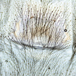 H. pulchripes - Golden Blue-Leg Baboon - 50mm (2") DLS Male