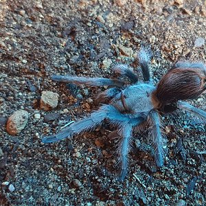 0.1 Aphonopelma peloncillo